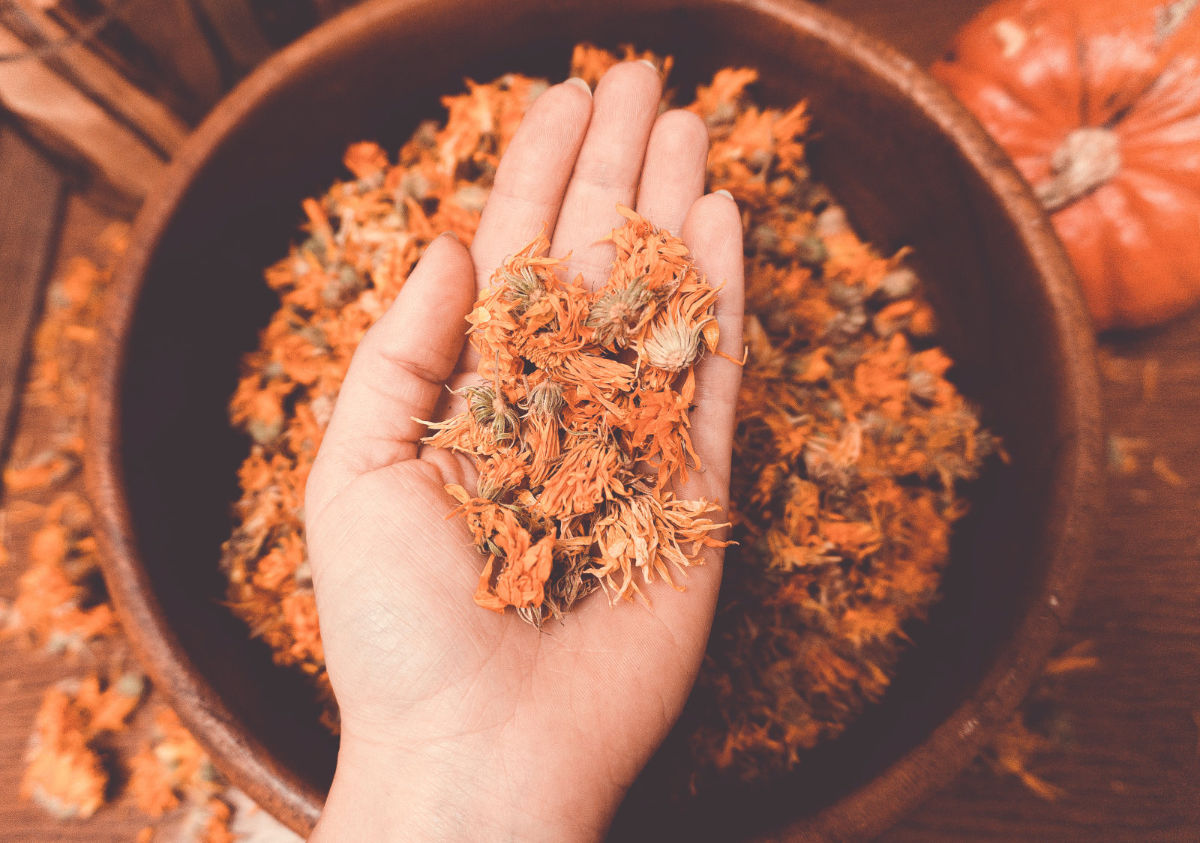 calendula flower in hand