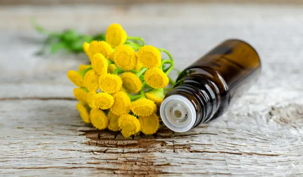 Blue Tansy Essential Oil Substitute: Alternatives for Your Aromatherapy Needs